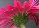 Pink Gerbera